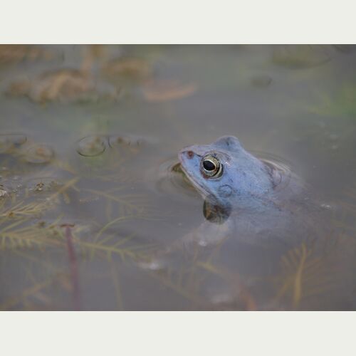 Der Moorfrosch benötigt Lebensräume mit hohem Grundwasserstand - zur Laichzeit sind die Männchen blau gefärbt.